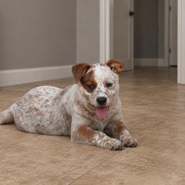 Ace - Red speckled male Australian Cattle Dog puppy in Scurry, Texas from RedHorizon AKC Australian Cattle Dogs (Heelers)