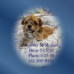 Scooter M Morkie - Black and gold male Morkie puppy in Silverhill, Alabama from Malteseuluv’s Tiny Treasurers