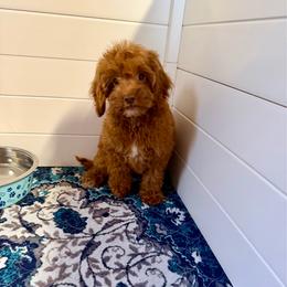 Johnny - Red male Cockapoo puppy in Beresford, South Dakota from DAKOTA DOOD RANCH