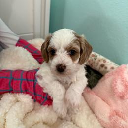 Maple - Cream female Goldendoodle puppy in Port Saint Lucie, Florida from Coastal Crown Doodles