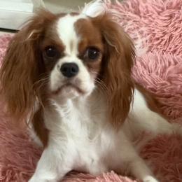 Pocket - Cavapoo