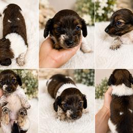 Lilly - Brindle female Dachshund puppy in Benson, North Carolina from Down South Dachshunds