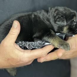 German Shepherd Puppies from Saylor Shepherds