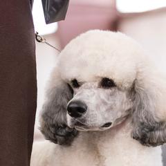 Chinese Cresteds, Poodles, and Xoloitzcuintli from Feathers End Kennels