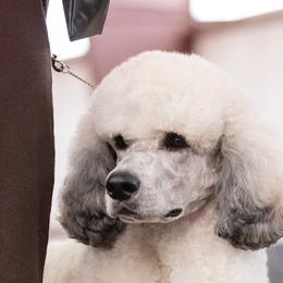 Chinese Cresteds, Poodles, and Xoloitzcuintli from Feathers End Kennels