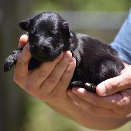 Blue collar female - Black female German Shepherd puppy in Marianna, Florida from Haus M Godwin