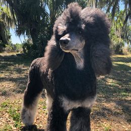 Chinese Cresteds and Poodles from Posh Poodles & Chinese Cresteds