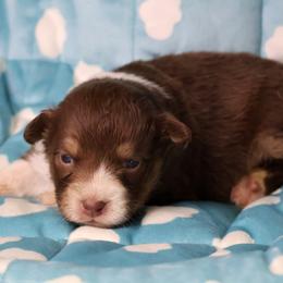 Betsy - Red tri-color female Australian Shepherd puppy in Springville, New York from RisingStar Australian Shepherds