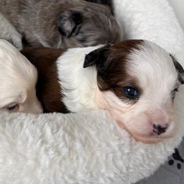 Girl 2 - Red merle female Aussiedoodle puppy in Martin County, Florida from Biggie Ranch