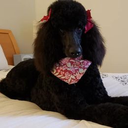Labradoodles and Poodles from Painted Hollow Farms