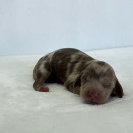 Sloan - Dapple male Dachshund puppy in Sacramento, California from HEFFERNAN HOUNDS