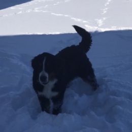 Nola - Bernese Mountain Dog