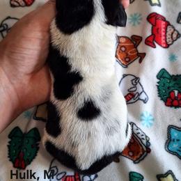 Hulk - Black brown and white male Basset Hound puppy in Mack's Creek, Missouri from Mack's Creek Basset Hounds