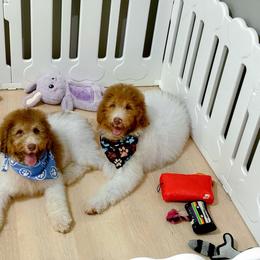 Hank - Merle male Bernedoodle puppy in North Carolina from NC Doodle Puppies