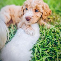 Goldendoodle Puppies from Carmel Classy Doodles