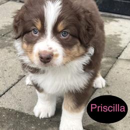 Australian Shepherd Puppies from CTR Farmstead