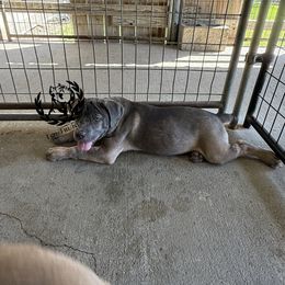 Purple collar - Gray and fawn female Cane Corso puppy in Laplace, Louisiana from Tou Tru kennel