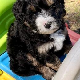 Blue boy - Tri-color male Bernedoodle puppy in Lake, Michigan from 3 King Doodles & Poodles