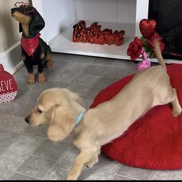 Cream longhair boy 3 - Cream male Dachshund puppy in Jackson, Mississippi from Doxies Galore