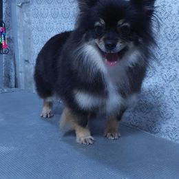 Oxalis - Pomeranian