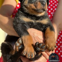 Rottweiler Puppies from Von Der Hing Rottweilers