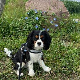 Cavalier King Charles Spaniel Puppies from Wilson Park Cavaliers