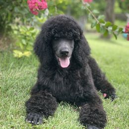 Poodle and Silken Windhound Puppies from Valora Poodles
