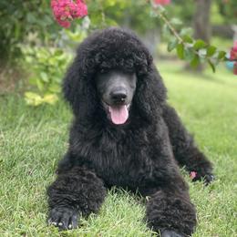 Poodle and Silken Windhound Puppies from Valora Poodles