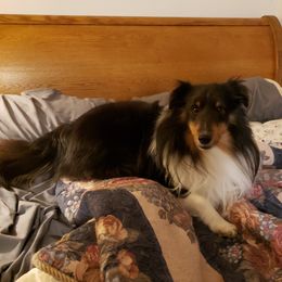 Cosmo - Shetland Sheepdog