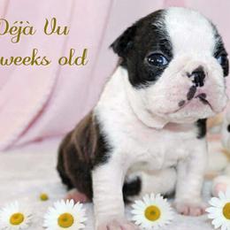 Girl 1-Deja Vu - Black and white female Boston Terrier puppy in North Central, Vermont from Windy Valley’s Bostons
