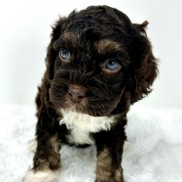 Brown collar boy - Brown and tan male Cockapoo puppy in Oologah, Oklahoma from Timber Hills Poodles and Doodles