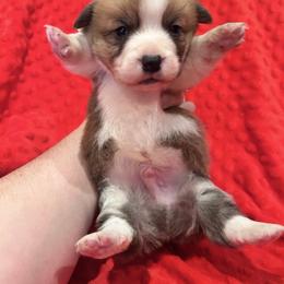 Boy 2 (Flynn Rider) - Fawn male Pembroke Welsh Corgi puppy in Brazoria, Texas from Diamond Bar H