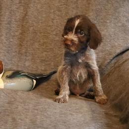 Dk. Blue - Brown and gray male Wirehaired Pointing Griffon puppy in Afton, Wisconsin from Daehler's Wirehaired Pointing Griffons