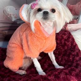 Tsarina - White female Maltese puppy in San Diego, Temecula, Ontario, California from Yorkie & Maltese Royalty