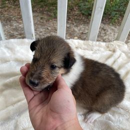 Go - Sable and white male Collie puppy in Bamberg, South Carolina from Shakhor Ohr Collies and Pomeranians