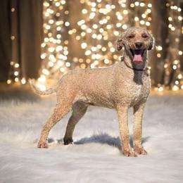 Abby - Goldendoodle