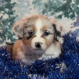 Miniature Australian Shepherd Puppies from Bear River Ranch LLC