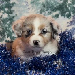 Miniature Australian Shepherd Puppies from Bear River Ranch LLC