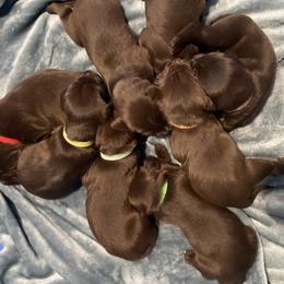 Pudelpointer Puppies from Saddle Creek Kennels