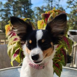 Papillon Puppies from Leslie's Papillons