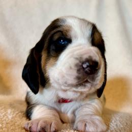 Garth- Available - Black brown and white male Basset Hound puppy in Hillsboro, West Virginia from Bear Foot Bassets Of West Virginia