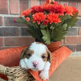 York- quality health tested parents:) - Blenheim male Cavapoo puppy in Brandenburg, Kentucky from Bluegrass River Newfoundlands