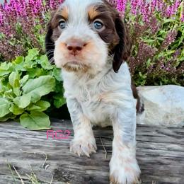 RG2 - Tri-Roan female English Springer Spaniel puppy in Britton, South Dakota from K&S Canines