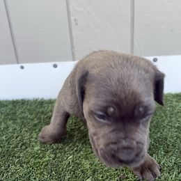 Yellow callor - Gray brindle female Cane Corso puppy in Morgan Hill, California from Corso Empire