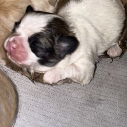 Shih Tzu puppies from Shihtzus4life