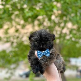 Boy 2 - Tricolor male Shih Tzu puppy in Seguin, Texas from Dolled Up Shih Tzus