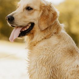 Abby - Golden Retriever