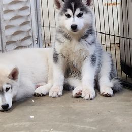 Siberian Husky Puppies from Spirit of the Moon Siberians