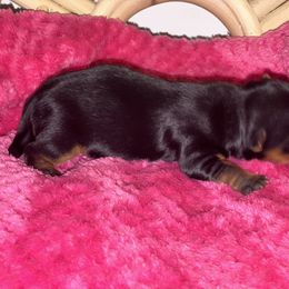 Yorkshire Terrier Puppies from The Doggy Empire