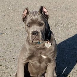 "Sapphire" Cane Corso Puppies from True Love Cane Corso